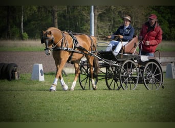 Deutsches Reitpony, Stute, 5 Jahre, 148 cm, Fuchs
