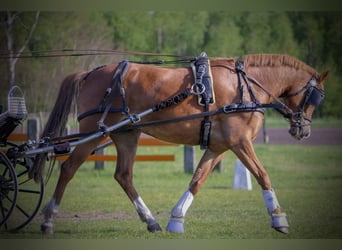 Deutsches Reitpony, Stute, 5 Jahre, 148 cm, Fuchs