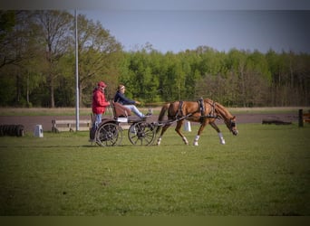 Deutsches Reitpony, Stute, 5 Jahre, 148 cm, Fuchs