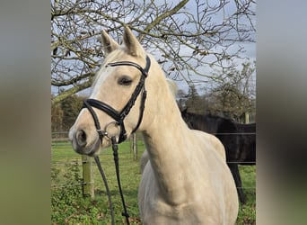 Deutsches Reitpony, Stute, 5 Jahre, 148 cm, Palomino