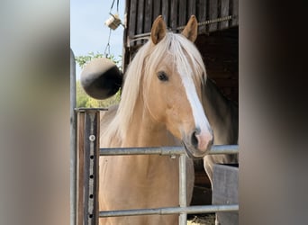 Deutsches Reitpony, Stute, 5 Jahre, 148 cm, Palomino