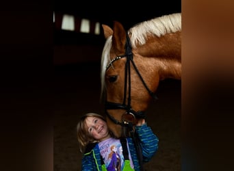 Deutsches Reitpony, Stute, 5 Jahre, 148 cm, Palomino