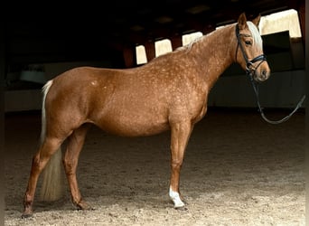 Deutsches Reitpony, Stute, 5 Jahre, 148 cm, Palomino