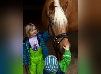 Deutsches Reitpony, Stute, 5 Jahre, 148 cm, Palomino