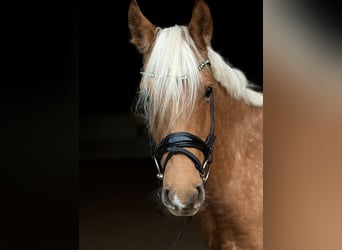 Deutsches Reitpony, Stute, 5 Jahre, 148 cm, Palomino
