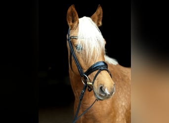 Deutsches Reitpony, Stute, 5 Jahre, 148 cm, Palomino