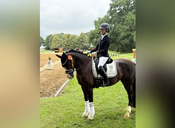 Deutsches Reitpony, Stute, 5 Jahre, 148 cm, Rappe