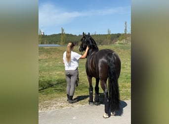 Deutsches Reitpony, Stute, 5 Jahre, 148 cm, Rappe