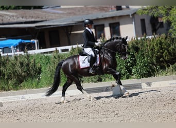 Deutsches Reitpony, Stute, 5 Jahre, 148 cm, Rappe