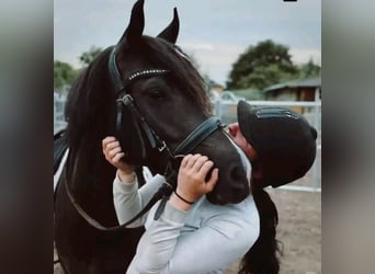 Deutsches Reitpony, Stute, 5 Jahre, 148 cm, Rappe