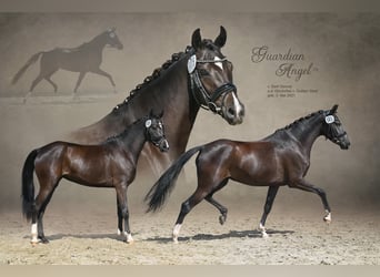Deutsches Reitpony, Stute, 5 Jahre, 148 cm, Rappe