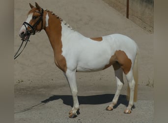 Deutsches Reitpony, Stute, 5 Jahre, 148 cm, Schecke