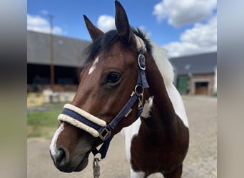 Deutsches Reitpony, Stute, 5 Jahre, 148 cm, Schecke