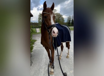 Deutsches Reitpony, Stute, 5 Jahre, 148 cm