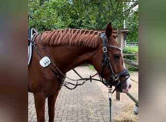 Deutsches Reitpony, Stute, 5 Jahre, 148 cm