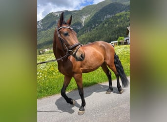 Deutsches Reitpony Mix, Stute, 5 Jahre, 149 cm, Brauner