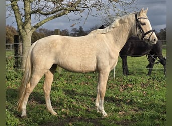 Deutsches Reitpony, Stute, 5 Jahre, 149 cm