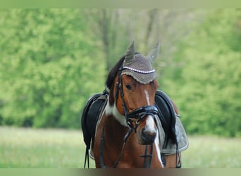 Deutsches Reitpony Mix, Stute, 5 Jahre, 149 cm, Schecke