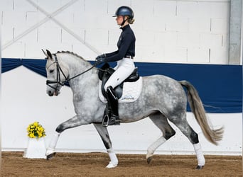 Deutsches Reitpony, Stute, 5 Jahre, 149 cm, Schimmel