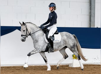 Deutsches Reitpony, Stute, 5 Jahre, 149 cm, Schimmel