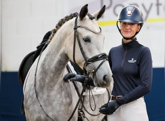 Deutsches Reitpony, Stute, 5 Jahre, 149 cm, Schimmel