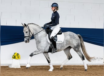 Deutsches Reitpony, Stute, 5 Jahre, 149 cm, Schimmel