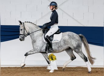 Deutsches Reitpony, Stute, 5 Jahre, 149 cm, Schimmel