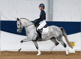Deutsches Reitpony, Stute, 5 Jahre, 149 cm, Schimmel