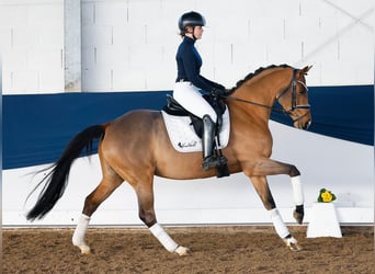 Deutsches Reitpony, Stute, 5 Jahre, 150 cm, Brauner