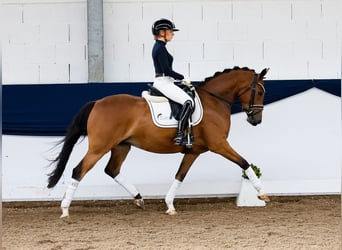 Deutsches Reitpony, Stute, 5 Jahre, 150 cm, Brauner