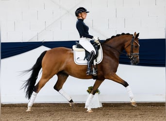 Deutsches Reitpony, Stute, 5 Jahre, 150 cm, Brauner