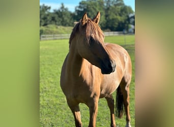 Deutsches Reitpony, Stute, 5 Jahre, 150 cm, Fuchs