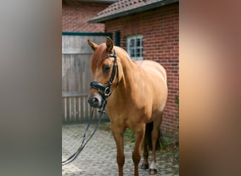 Deutsches Reitpony, Stute, 5 Jahre, 150 cm, Fuchs