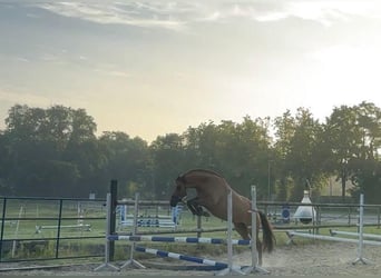 Deutsches Reitpony, Stute, 5 Jahre, 150 cm, Fuchs