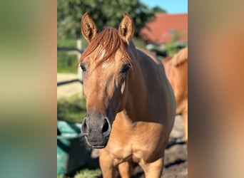 Deutsches Reitpony, Stute, 5 Jahre, 150 cm, Fuchs