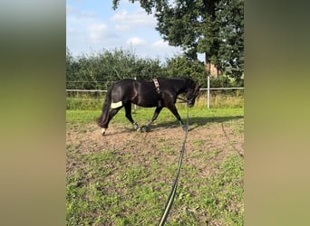 Deutsches Reitpony, Stute, 5 Jahre, 150 cm, Rappe