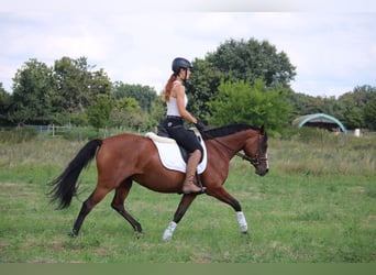 Deutsches Reitpony, Stute, 5 Jahre, 151 cm, Brauner