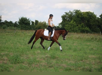 Deutsches Reitpony, Stute, 5 Jahre, 151 cm, Brauner