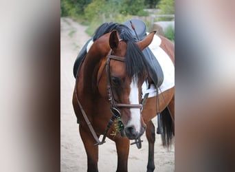 Deutsches Reitpony, Stute, 5 Jahre, 151 cm, Brauner