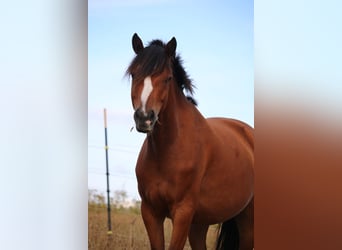 Deutsches Reitpony, Stute, 5 Jahre, 151 cm, Brauner