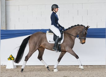 Deutsches Reitpony, Stute, 5 Jahre, 151 cm, Dunkelbrauner