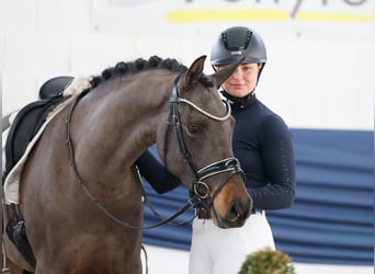 Deutsches Reitpony, Stute, 5 Jahre, 151 cm, Dunkelbrauner