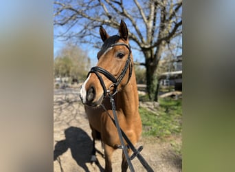 Deutsches Reitpony, Stute, 5 Jahre, 152 cm, Brauner