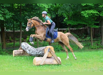Deutsches Reitpony, Stute, 5 Jahre, 152 cm, Fuchs