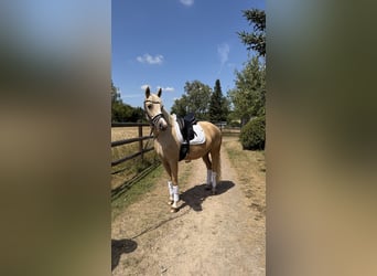Deutsches Reitpony, Stute, 5 Jahre, 152 cm, Palomino