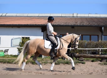 Deutsches Reitpony, Stute, 5 Jahre, 152 cm, Palomino