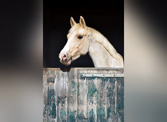 Deutsches Reitpony, Stute, 5 Jahre, 152 cm, Palomino