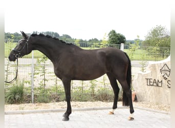 Deutsches Reitpony, Stute, 5 Jahre, 152 cm, Rappe