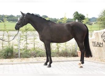 Deutsches Reitpony, Stute, 5 Jahre, 152 cm, Rappe