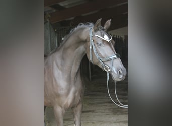 Deutsches Reitpony, Stute, 5 Jahre, 152 cm, Rappe
